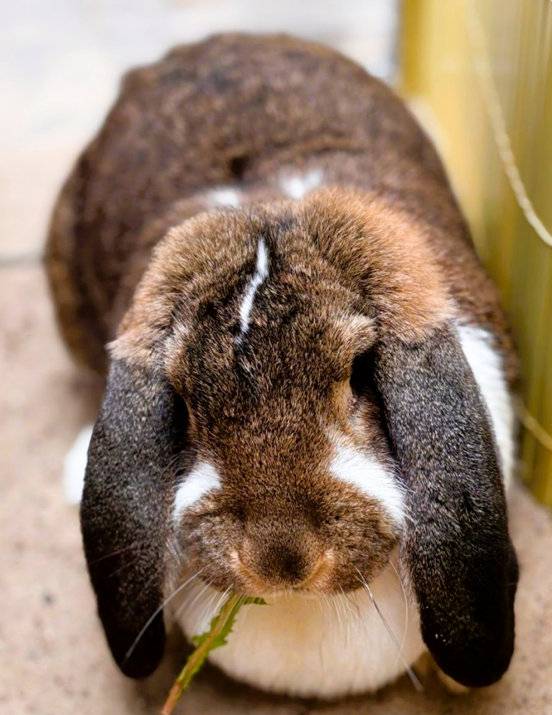 Miss Köttel war zu Besuch
